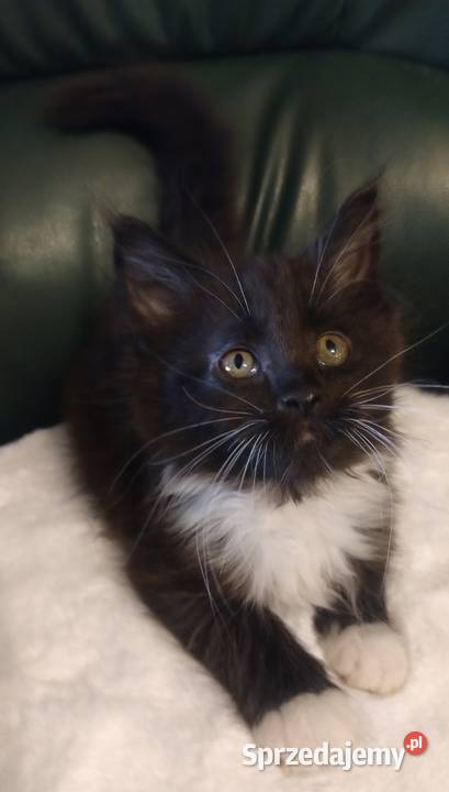 Cyrylka dziewczyna Maine coon Dolsk