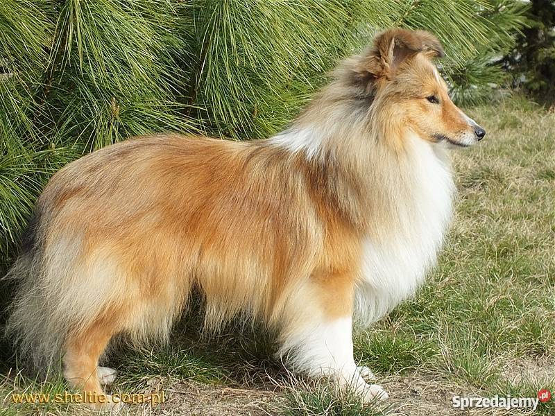 Owczarki szetlandzkie Sheltie sprzedam