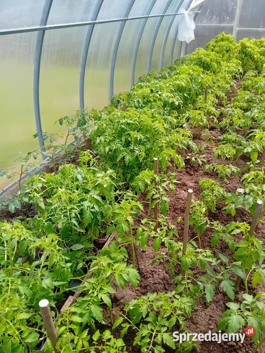 Sadzonki pomidora malinowego Lubartów sprzedam