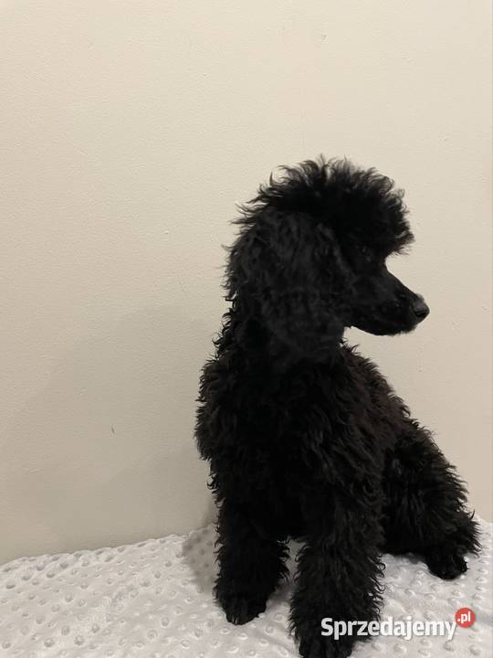 Pudel miniaturowy piesek Ostrożnica