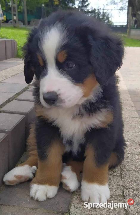 Berneński pies pasterski Psy Radom