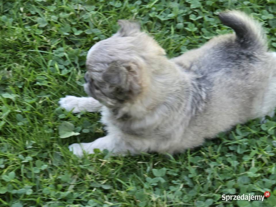 Chihuahua Liliowy Mini Chihuahua Bielsko-Biała