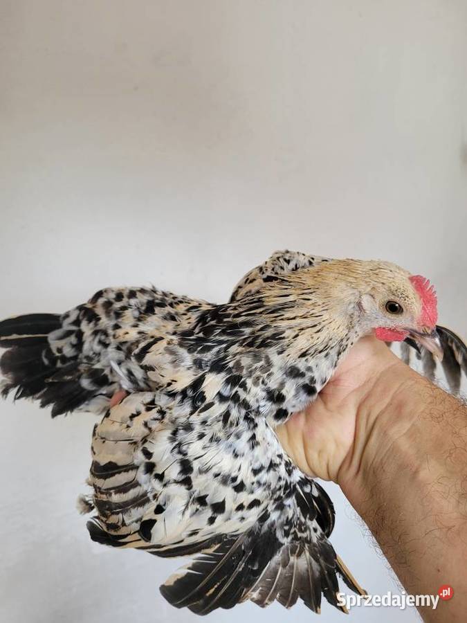 Kogutki Karzełki Łapciate małopolskie Nowe Brzesko