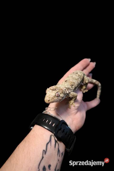 Mniarogekko chahoua mailand green Gekon Omszały Rybnik