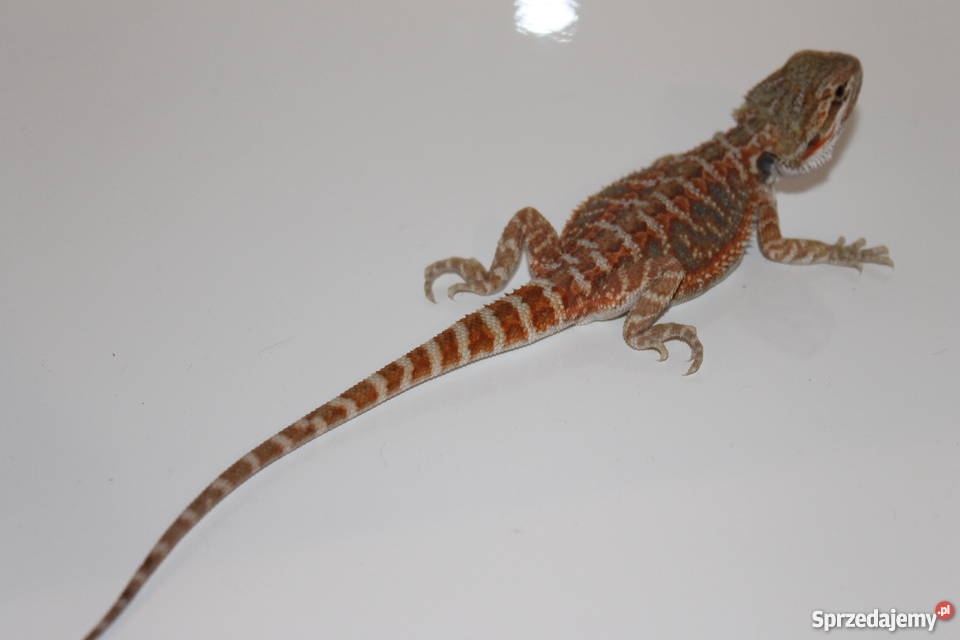 Agama Brodata barwne odmiany Pozostałe śląskie sprzedam