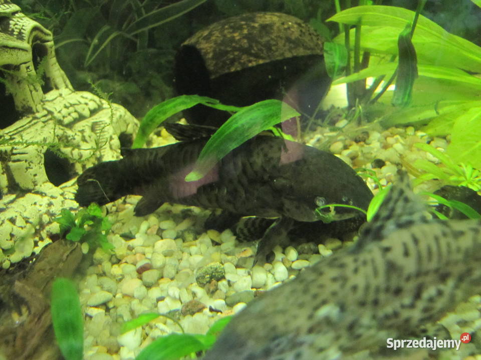 Kiryśniki czarnoplame sumy kujawsko-pomorskie Toruń