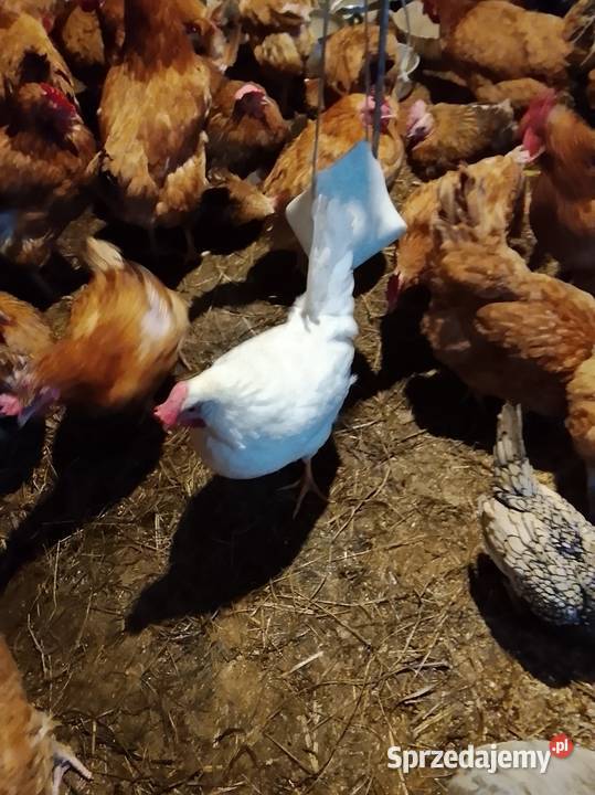 Sprzedam kury nioski Drób i ptactwo Brzeźno sprzedam