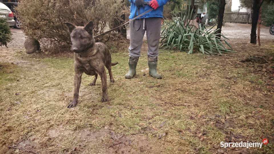 Szczeniaki SUCZKA OWCZAREK HOLENDERSKI hodowla Słodków Pierwszy sprzedam