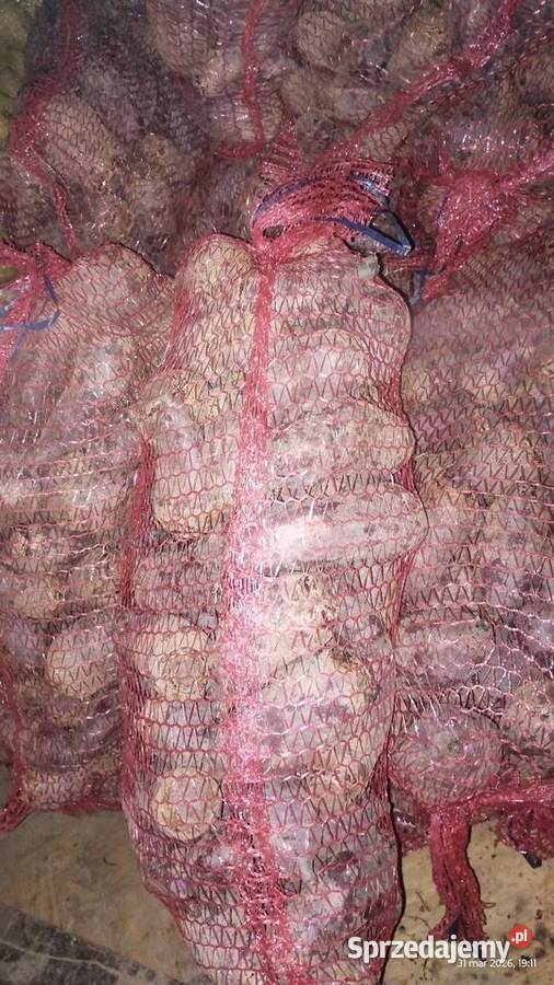 Buraczki czerwone podłużne i okrągłe 300 Malkowice sprzedam