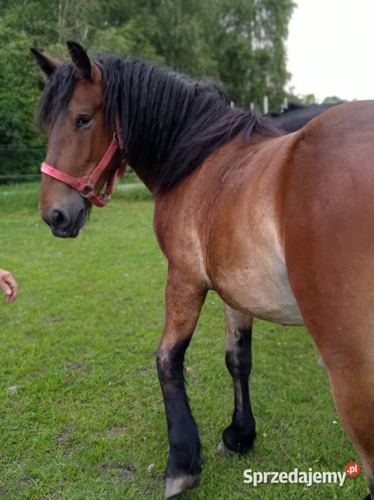Sprzedam wałacha Murowana Goślina