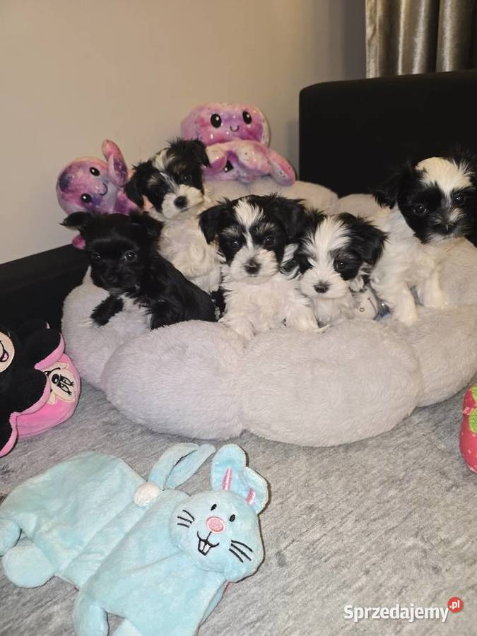 Sliczne pieski i suczki Hybryda YorkMaltańczyk podkarpackie Rzeszów sprzedam