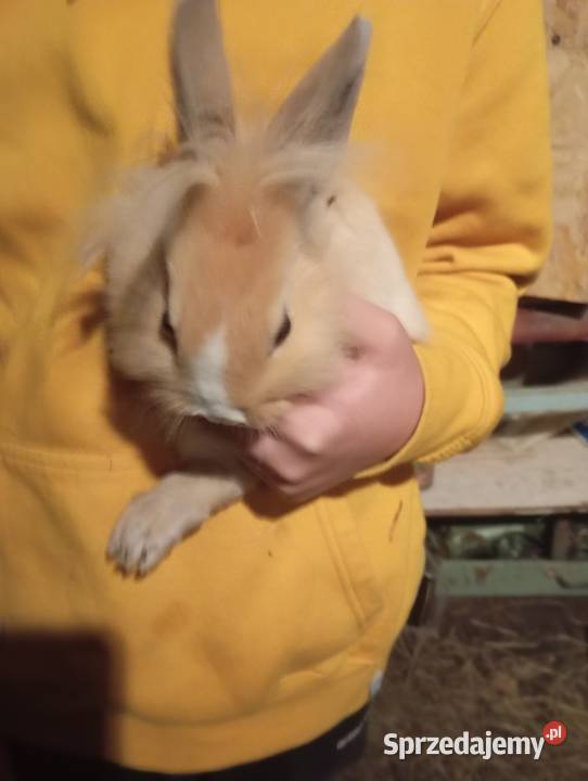 Króliki miniaturki długowłose Wierzchowiska Pierwsze sprzedam