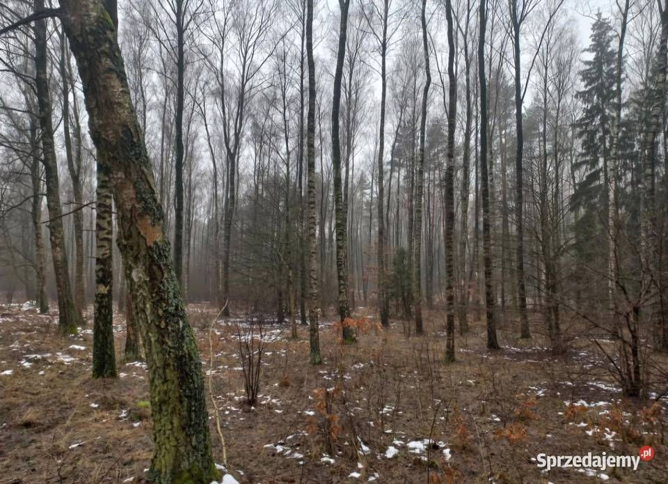 Sprzedam las mieszany z gruntem 139 ha Turza Wielka