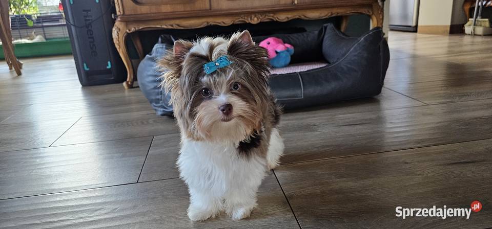 Yorkshire terrierYork Chocoberry Kobysewo