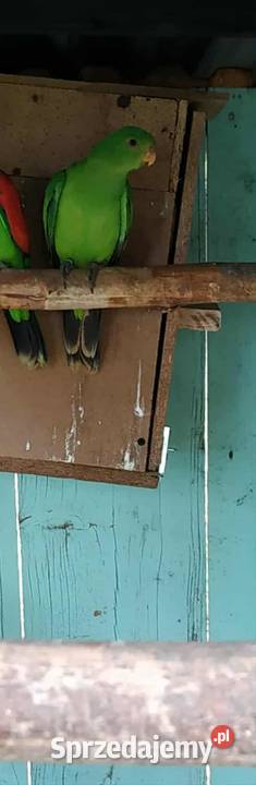 Papuga czerwonoskrzydła krasnopiórka samica 23r Ptaki Ptaki