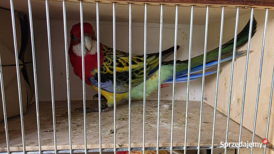 Rozella białolica Czerwionka-Leszczyny