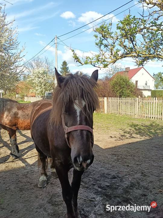 Sprzedam klacz PKZ sprzedam