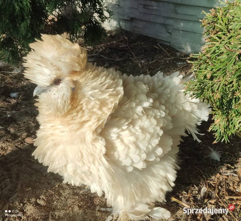 Jajka lęgowe stadzie ze zdjęć Łochów