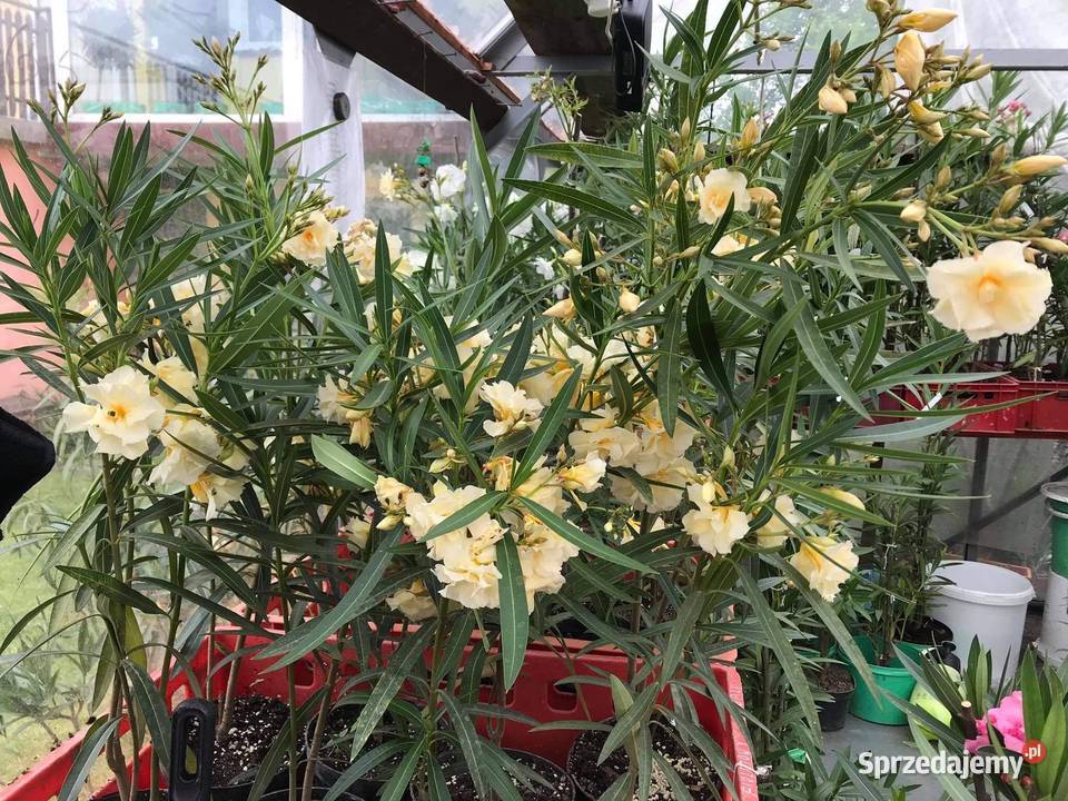 Oleander Rzozów