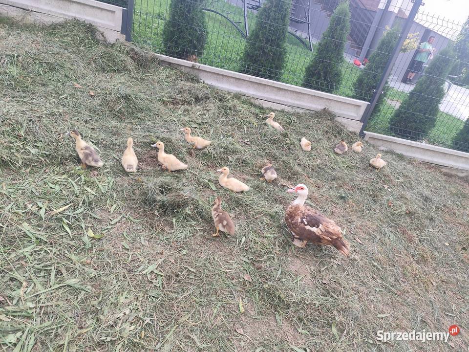 Sprzedam młode kaczki 20