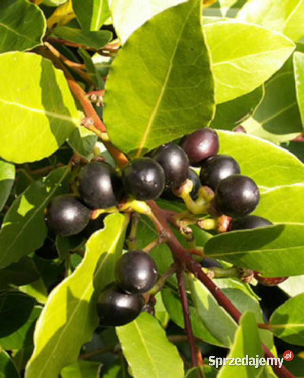 WAWRZYN SZLACHETNY Laurus nobilis NASIONA 150 Lubanie