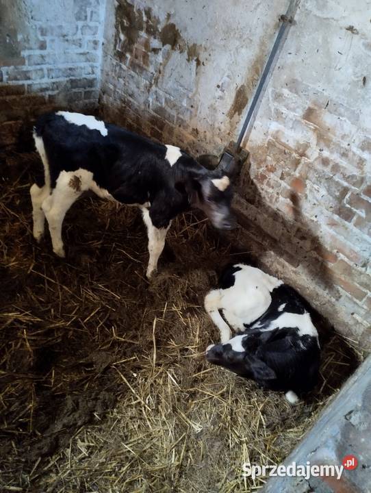 Sprzedam cielaki Parczew