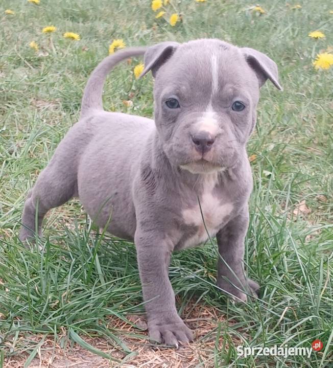 American Staffordsihre Terrier szczeniak Amstaff Kazimierz Biskupi