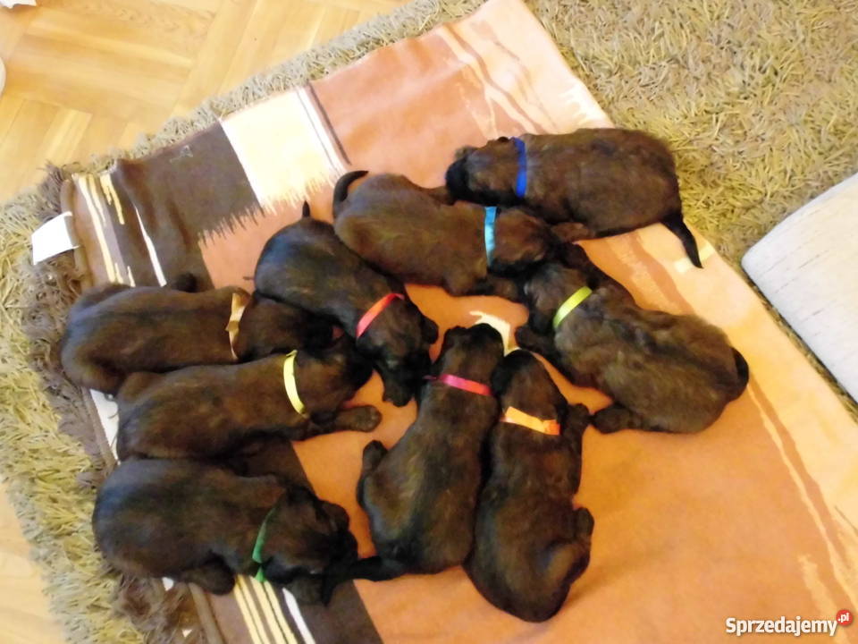 briard owczarek francuski berger de brie Lublin