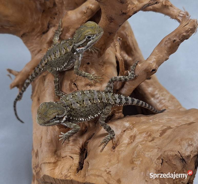 Agama brodata karłowata Wołomin