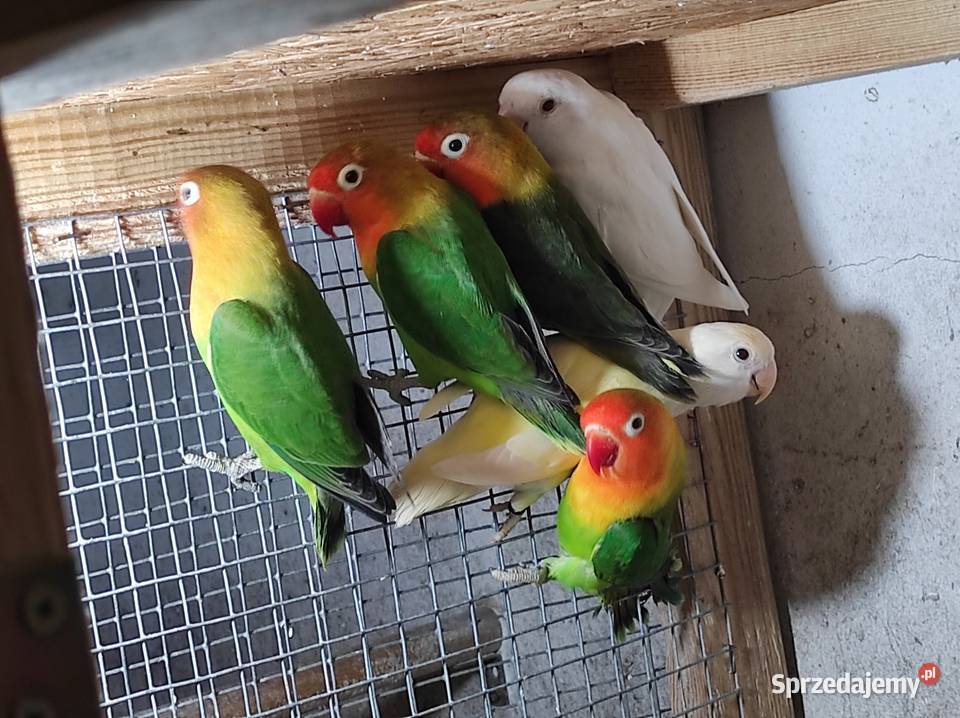 Nierozłączki fischera zielone Rębków