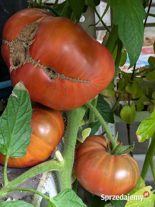 Ogórek rosyjski Wierasen Wrzesień odmiany małopolskie Kraków