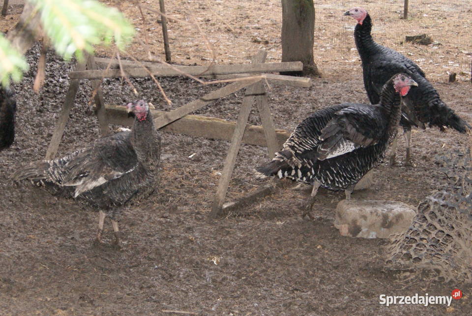 Indyki indyczki indory czarne i brązowe małopolskie Gorlice sprzedam