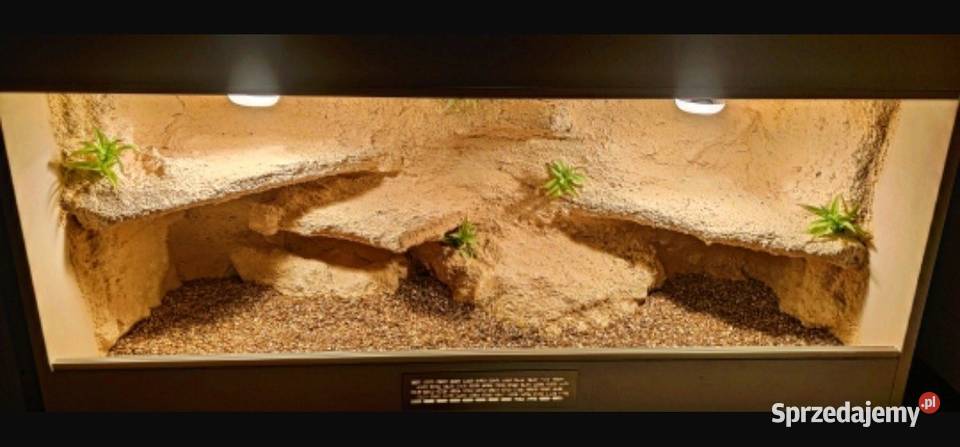 Okazja terrarium żółwia greckiego agamy brodatej Piła