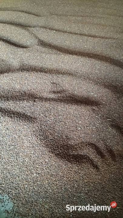 Rzodkiew oleista Łagów