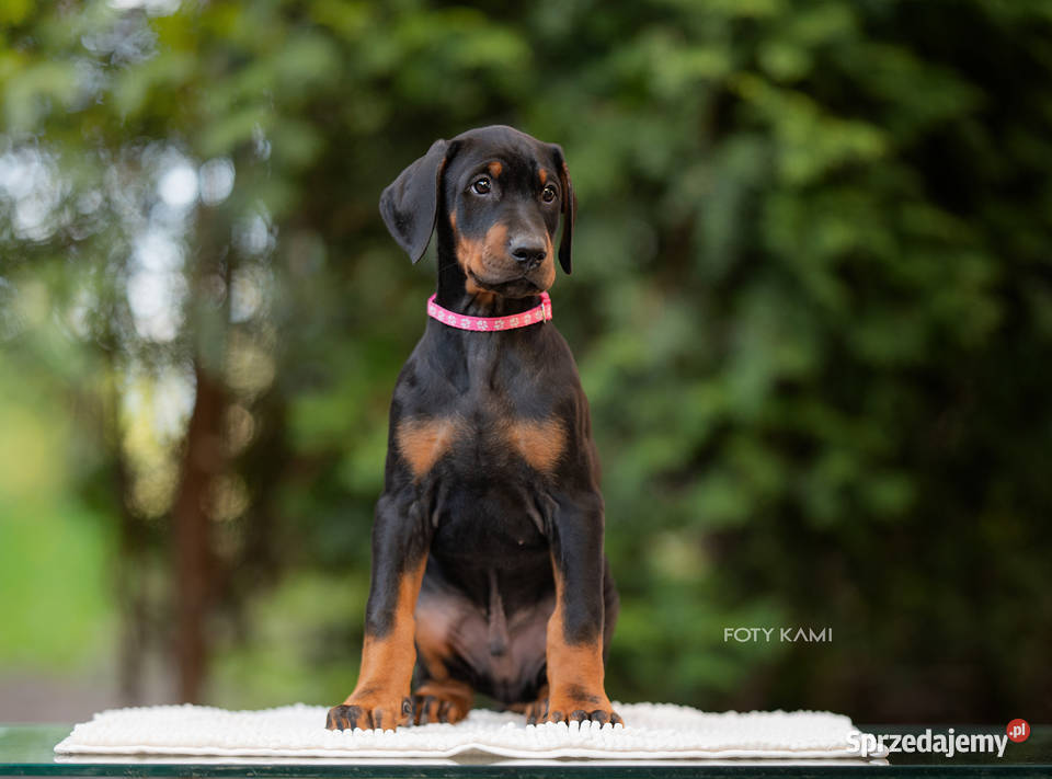 Doberman FCI Cudowne szczenięta Szczecin