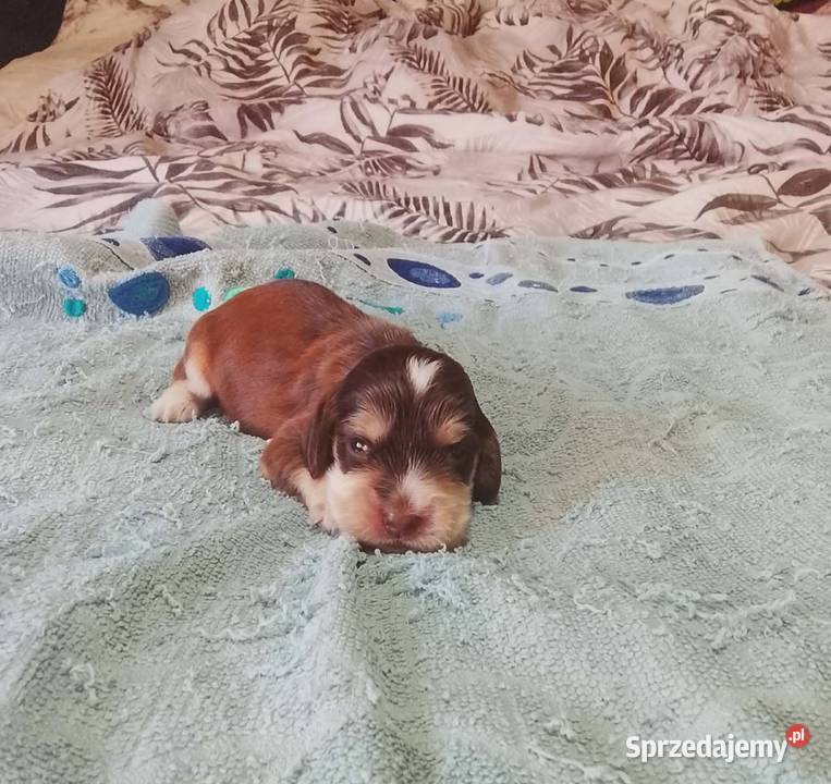 Cocker Spaniel Angielski Piesek Jutrosin sprzedam