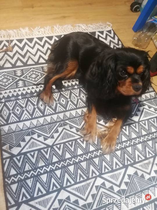 Suczka Cavalier King Charles spaniel Ruby Bt