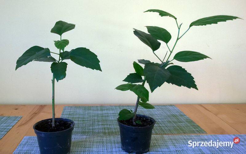 Róża chińska pełna czerwona hibiskus ketmia Ogród Pszczyna