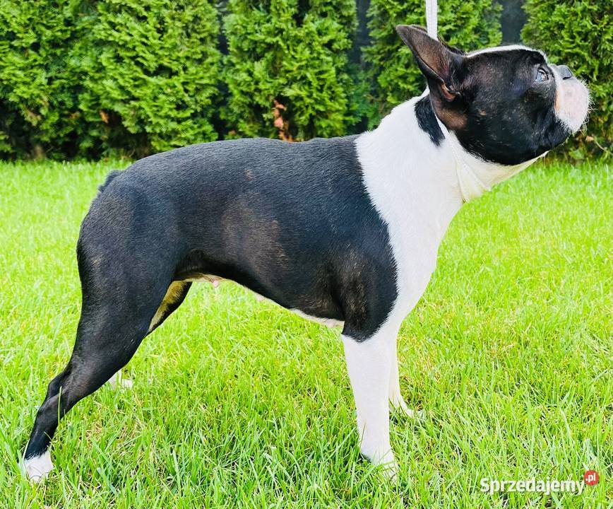 Boston terrier małopolskie Zielonki
