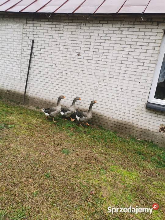Gąsiory landes mazowieckie Stoczek sprzedam