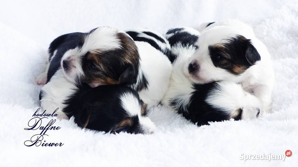 York Biewer Yorkshire Terrier śląskie Tychy sprzedam