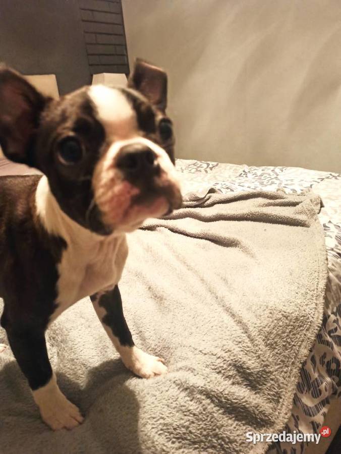 Boston terrier szczenięta sprzedam