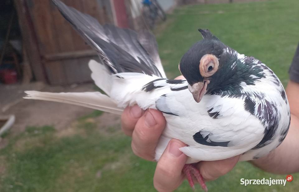 Gołębie zamojskie Dołhobyczów