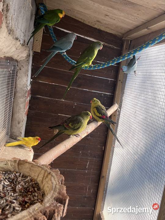 Sprzedam papugi Kalisz