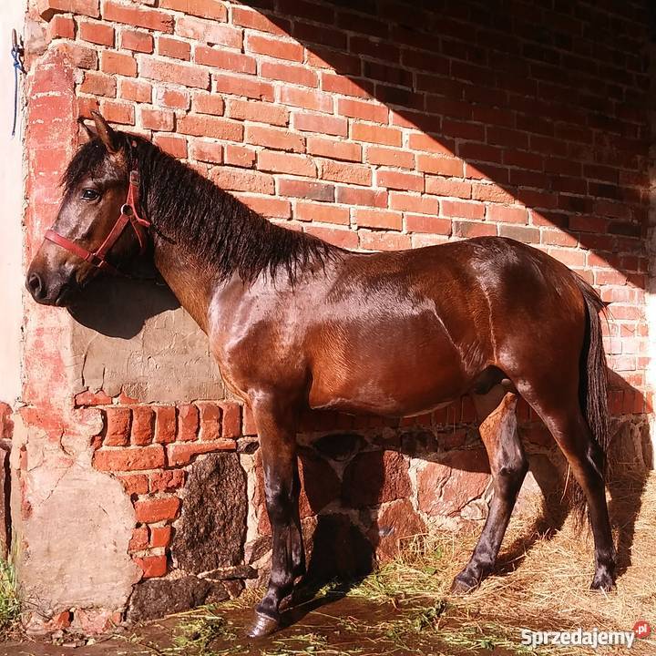 hucuł wałach Wołów sprzedam