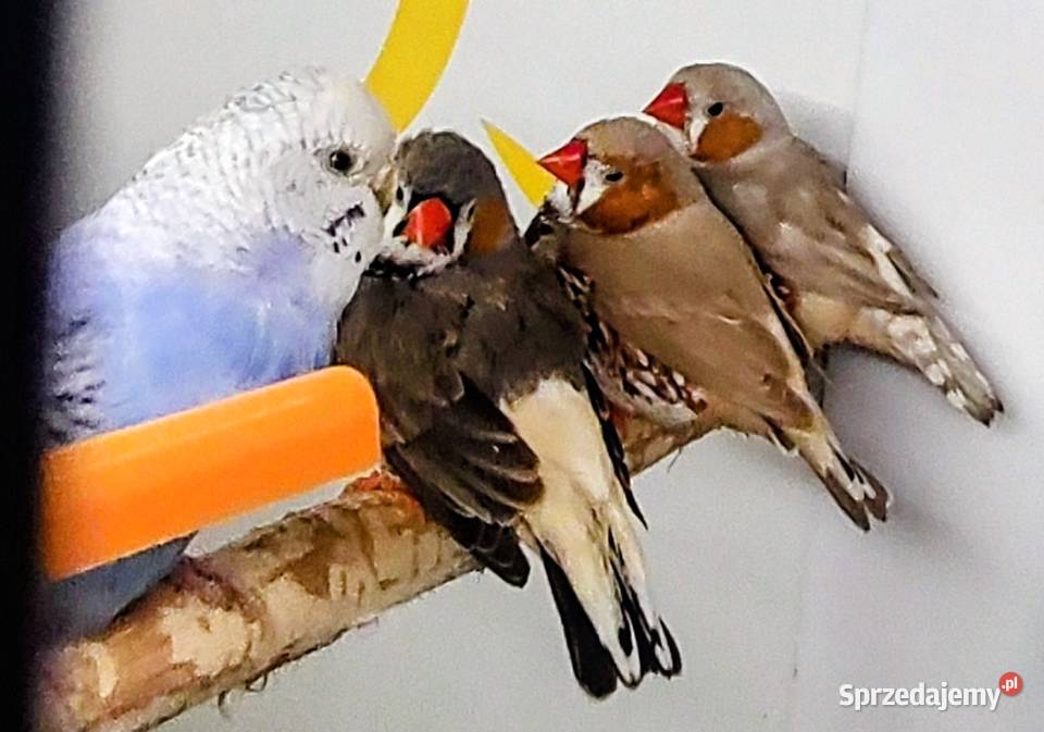 Zeberki amadyny zebrowate młodziutkie