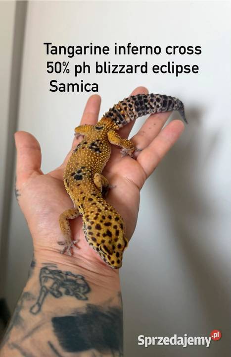 Gekon lamparci 2 samice plus terrarium wielkopolskie Poznań