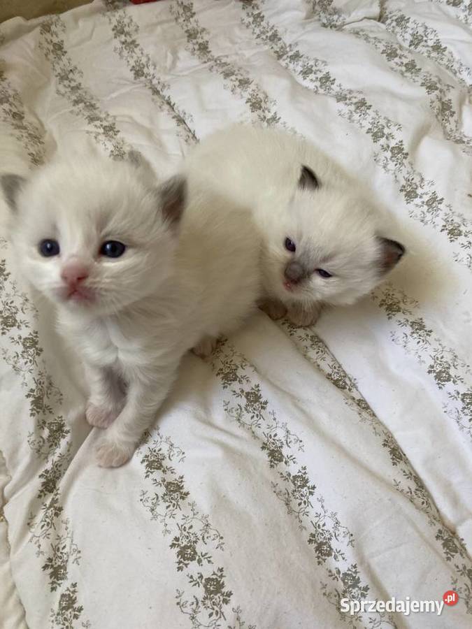 Kocięta rasy ragdoll śląskie Świerklaniec