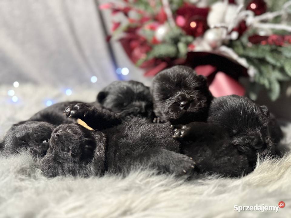 Chow Chow Czarne Szczeniaki Kielce