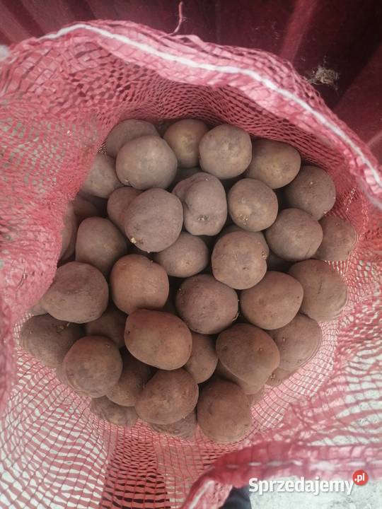 Ziemniaki sadzeniaki żółte Vineta Ornatowice sprzedam